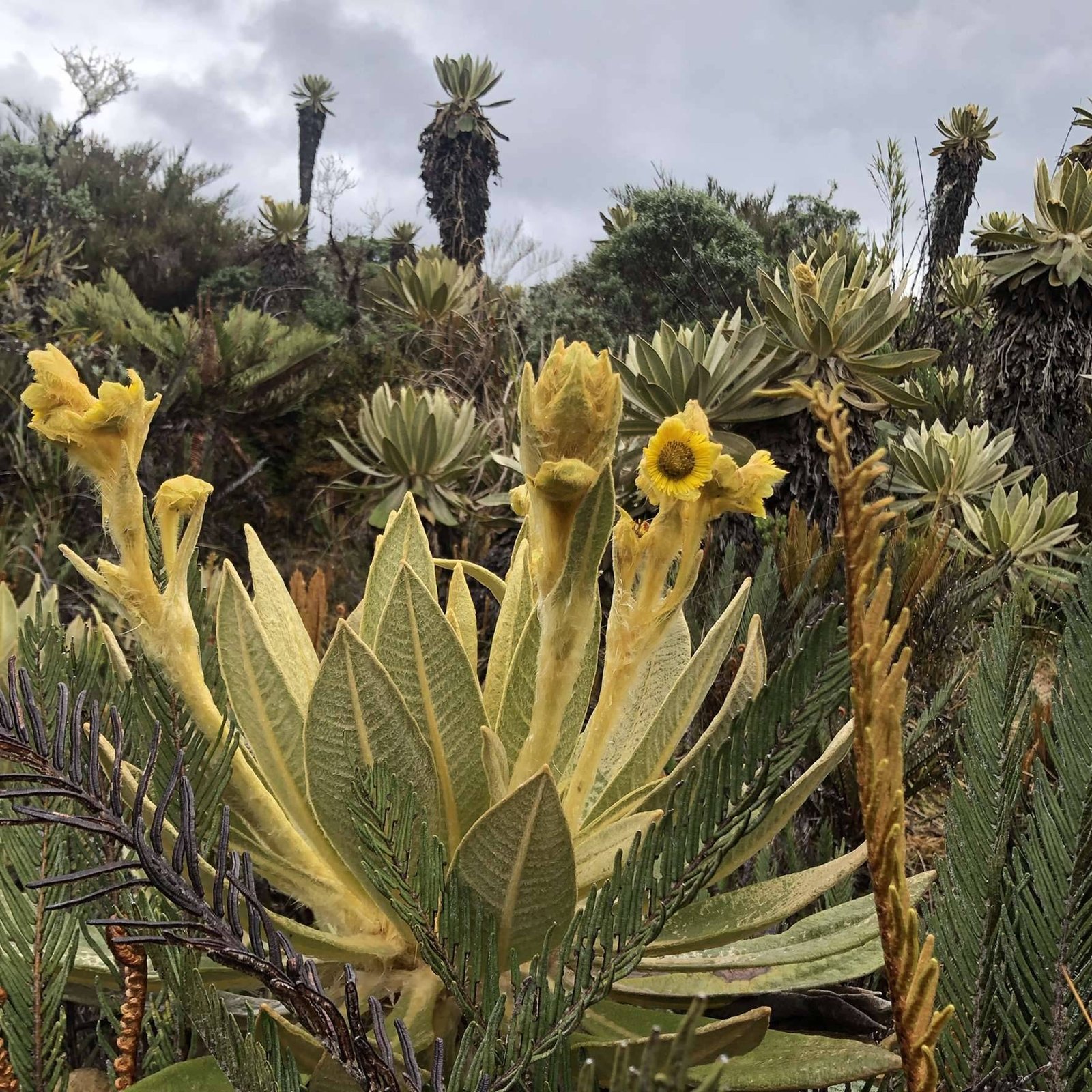 Frailejones Purace