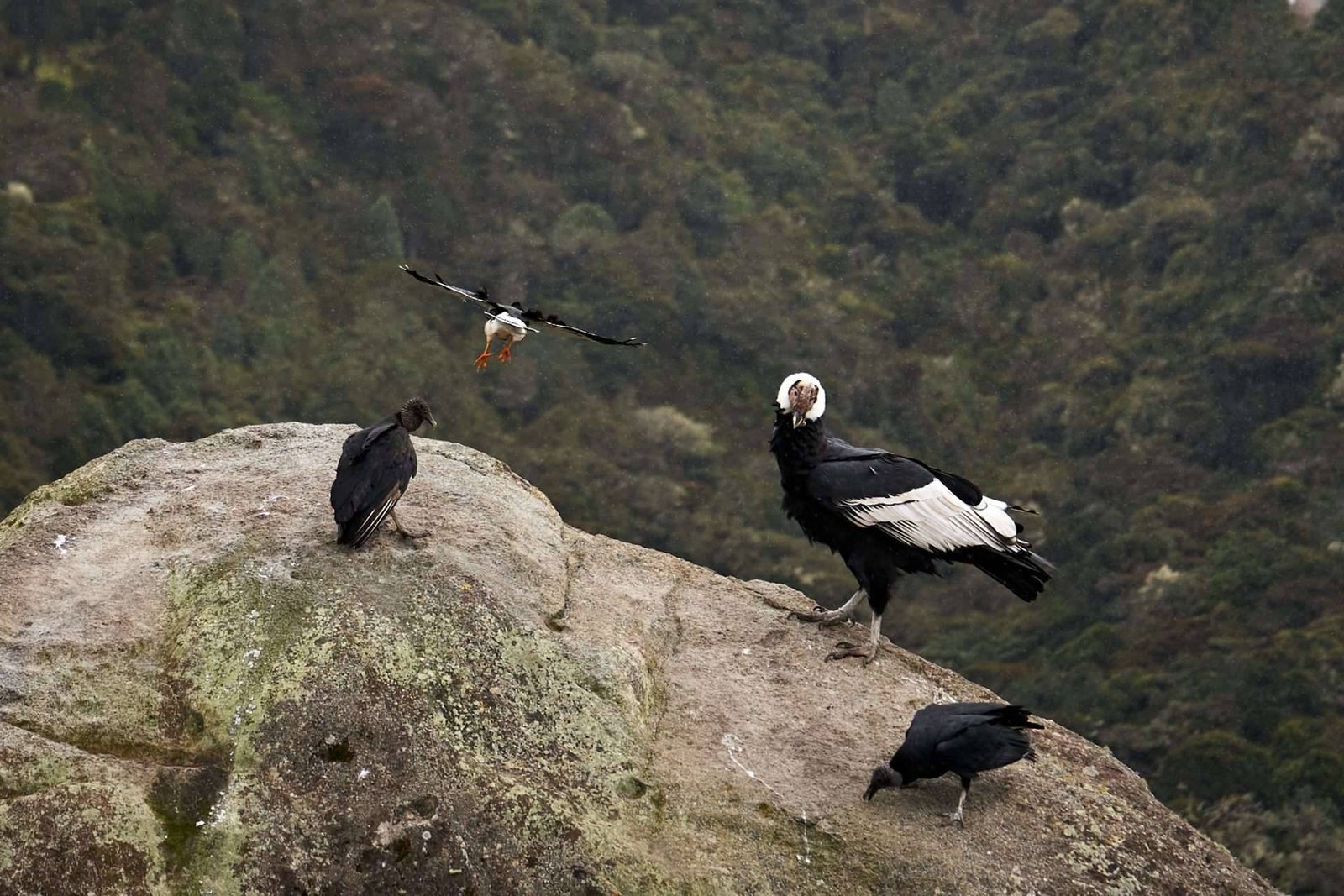 Tamaño Condor Purace